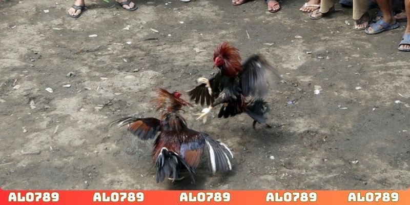 Áp dụng chiến lược thông minh dự đoán kết quả chính xác