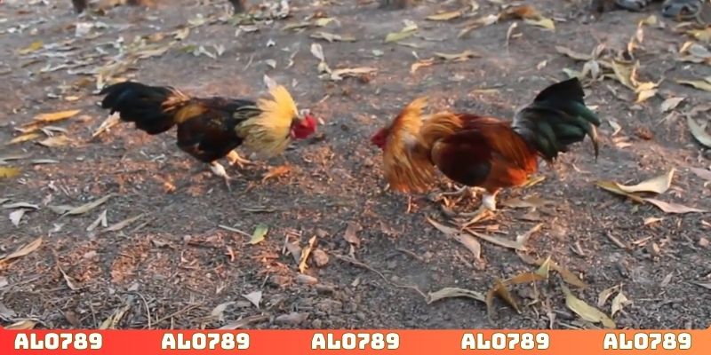Áp dụng kinh nghiệm để vừa xem đá gà vừa cá độ an toàn
