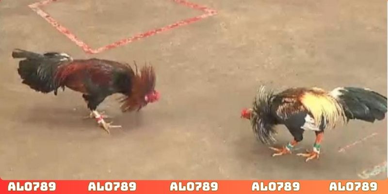 Các giải đấu đá gà mang tính lan tỏa lớn