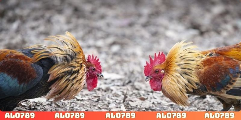 Cao thủ chỉ cần nhìn vào chiến kê là có thể đánh giá nhanh chóng