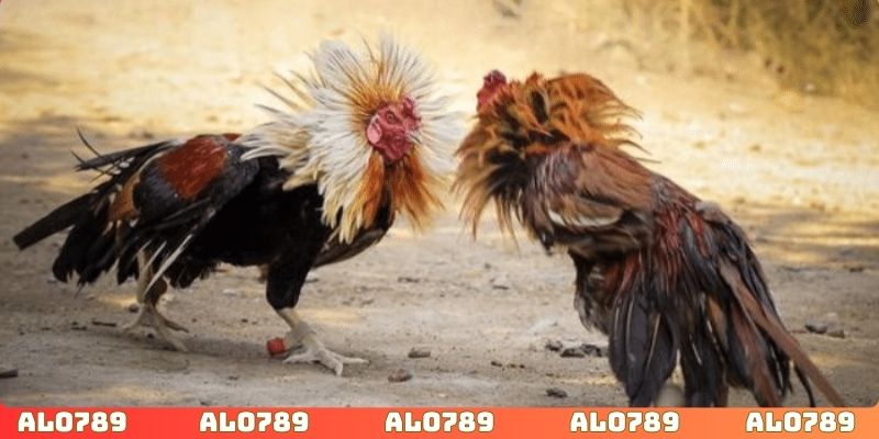 Chiến lược chỉ nâng cao hiệu quả và không tuyệt đối 100%