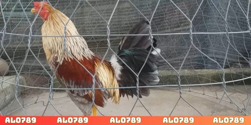 Chọn gà đá chuẩn nâng cao tỷ lệ thắng lớn