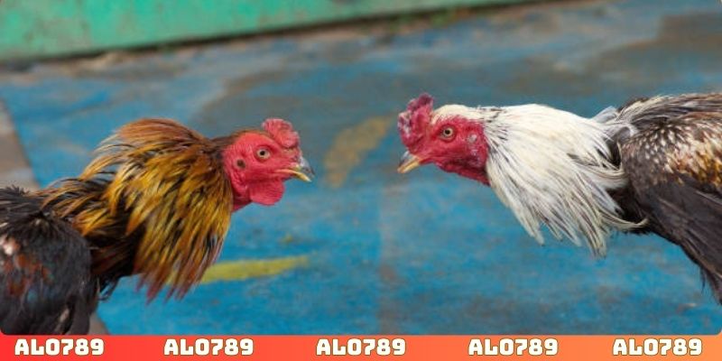 Chuyên gia thường xuyên học hỏi để nâng tầm đẳng cấp