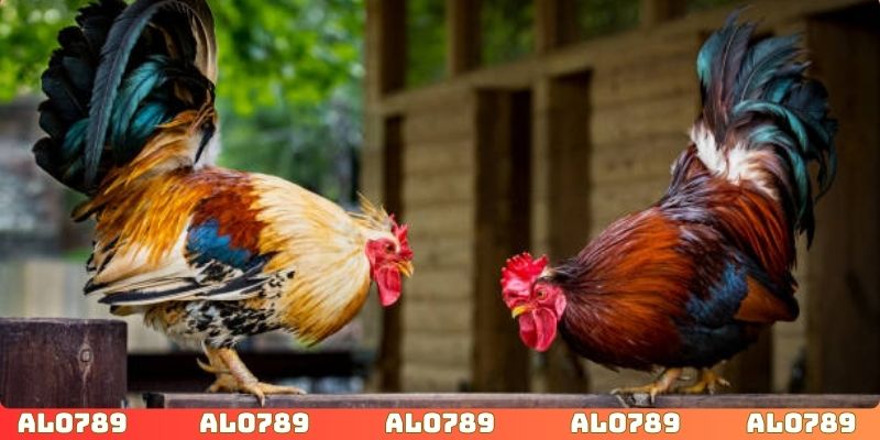 Cộng đồng người chơi đá gà là nơi để anh em học hỏi kinh nghiệm