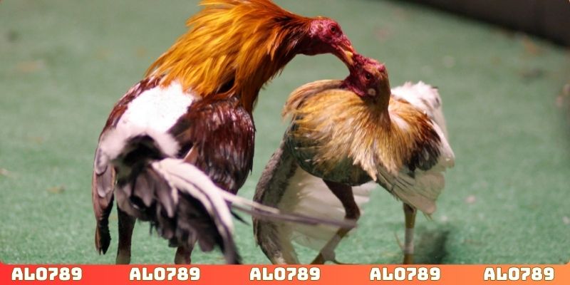 Công nghệ phát sóng đỉnh nhất, đảm bảo hình ảnh rõ nét