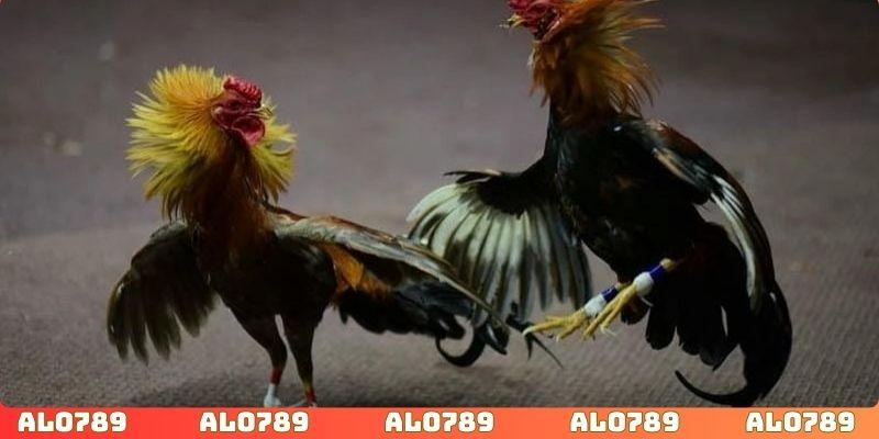 Cược đá gà ALO789 với cơ chế đơn giản, dễ thắng