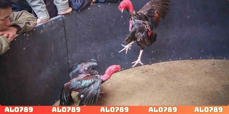 Đánh giá đặc điểm nổi bật của đá gà miền Bắc ALO789 hôm nay
