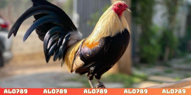 Đánh giá tông dòng của gà chiến để dự đoán