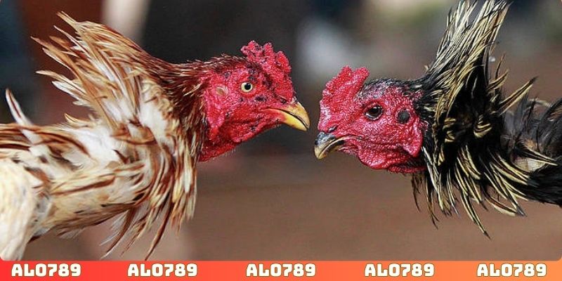 Giải đấu đá gà đáp ứng đầy đủ nhu cầu hội viên