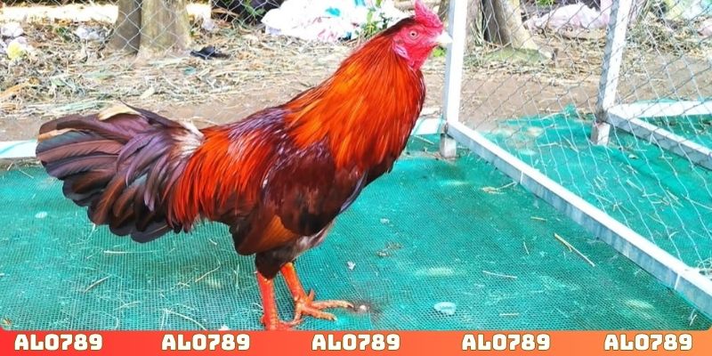 Giảm rủi ro khi áp dụng chiến lược, kinh nghiệm hiệu quả