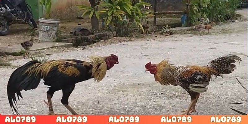 Hệ thống livestream đa dạng góc máy đầy hấp dẫn