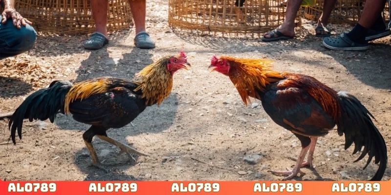 Hỗ trợ theo dõi trận đấu trên nhiều thiết bị khác nhau
