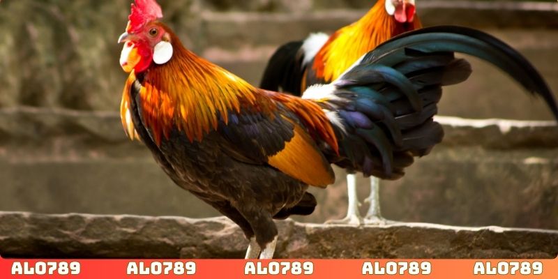 Học hỏi kinh nghiệm áp dụng chiến thuật chơi đá gà thông minh