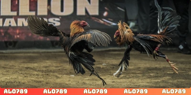 Kê thủ dễ dàng lựa chọn loại hình đá gà phù hợp