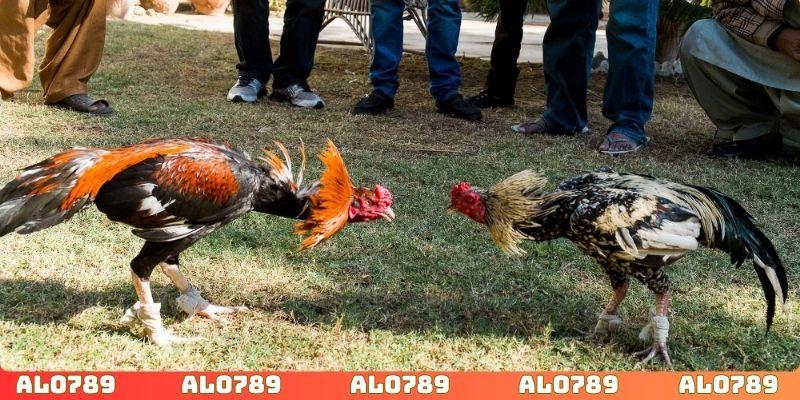 Kèo Meron được nhiều người lựa chọn
