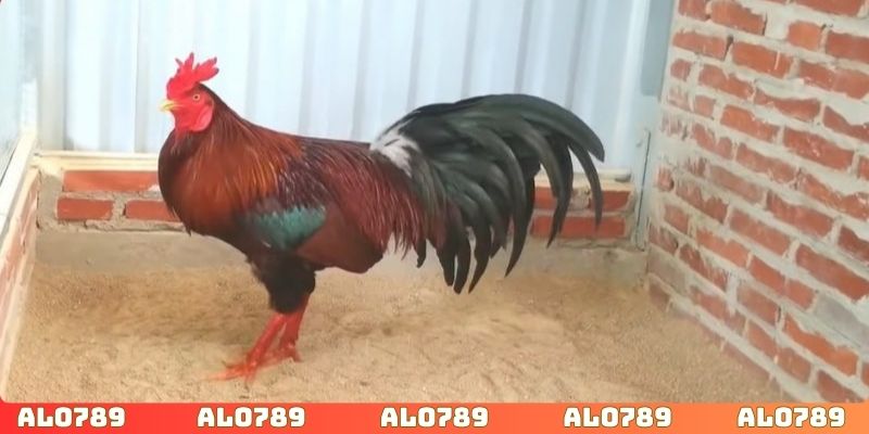 Kết hợp kinh nghiệm đưa ra quyết định mang về chiến thắng