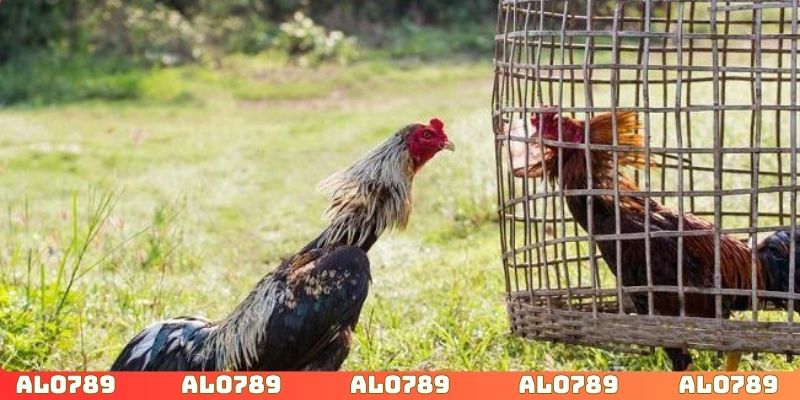 Khám phá phong cách xuống tiền của cao thủ đá gà ALO789