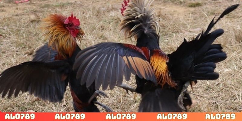 Livestream phân tích về thị trường đá gà