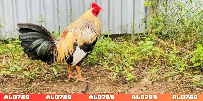 Lối đá của gà chiến ảnh hưởng không nhỏ đến kết quả