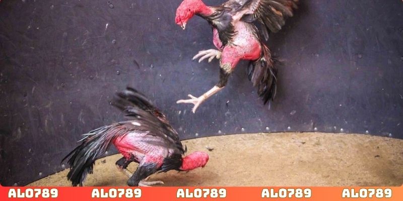 Lựa chọn thời điểm đặt cược phù hợp nâng cao tỷ lệ thắng