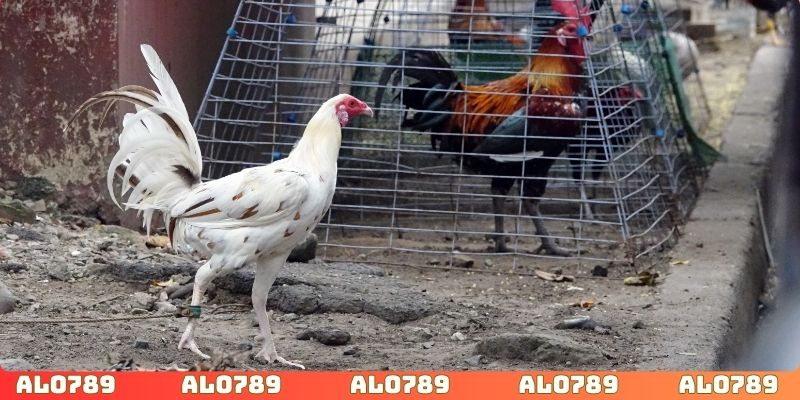 Lý giải về kinh nghiệm chơi đá gà ALO789 hiệu quả