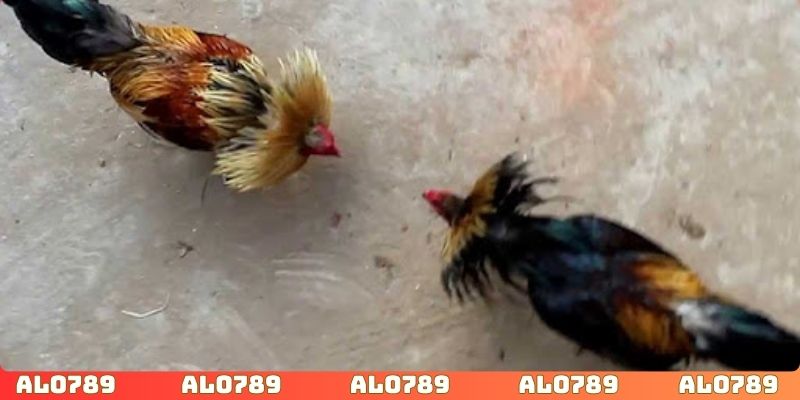 Nắm rõ thời gian đặt cược mang về chiến thắng
