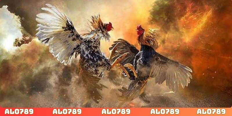 Nhà cái ALO789 cung cấp đá gà trực tiếp đạt chất lượng cao