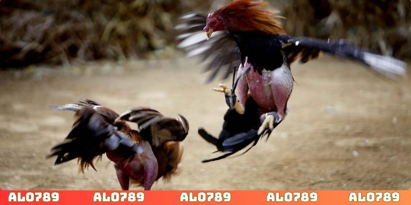 Nhà cái hợp tác cùng với trường gà chất lượng