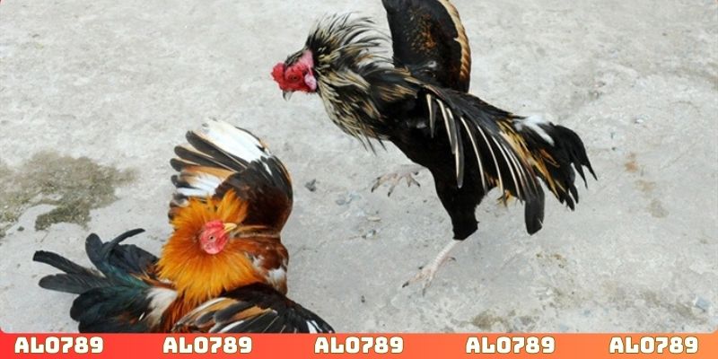 Quản lý tốt nguồn vốn giúp anh em tự tin đặt cược