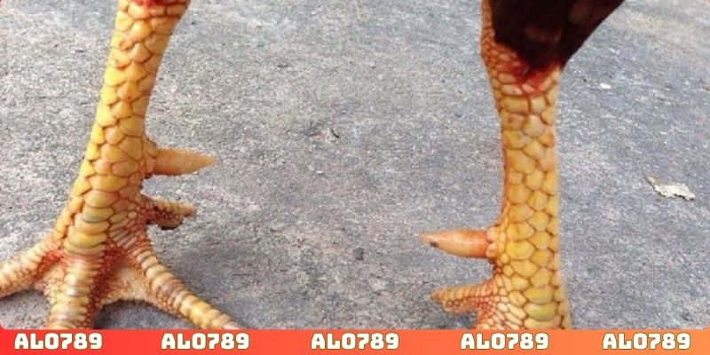 Quan sát chân để lựa chọn ra gà đá thắng lớn