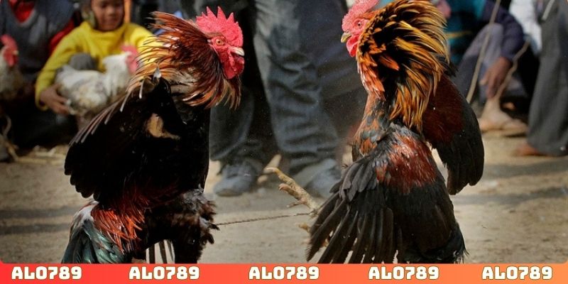 Tham gia cá cược đá gà chủ động và minh bạch
