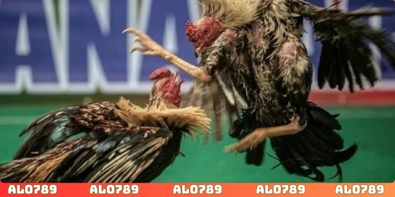 Tham gia cộng đồng để tăng lợi nhuận khi đặt cược
