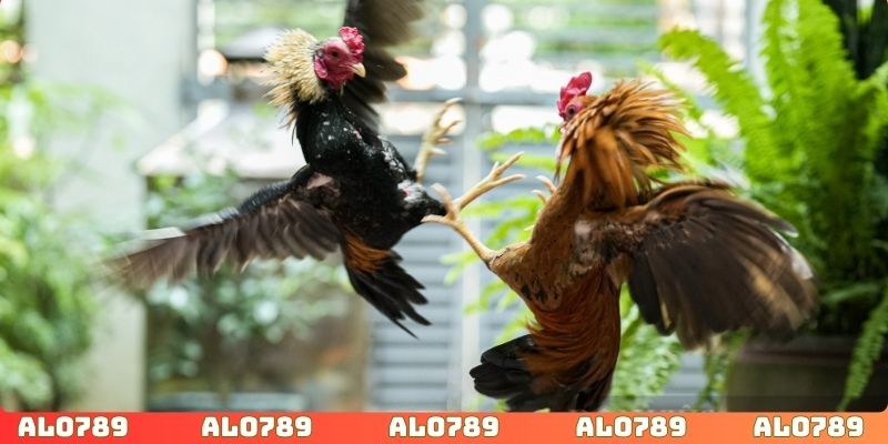 Tham gia đặt cược vào ô cửa có khả năng thắng cao