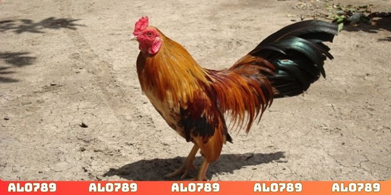 Theo dõi chiến kê để áp dụng kinh nghiệm chơi đá gà ALO789 chuẩn