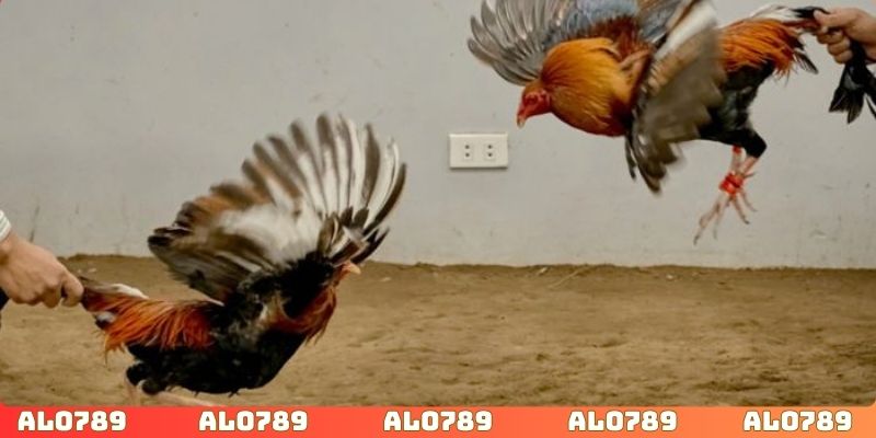 Theo dõi công nghệ livestream hiện đại với hình ảnh rõ nét