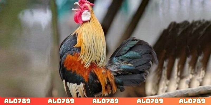 Theo dõi đa dạng trận đấu phù hợp với nhu cầu