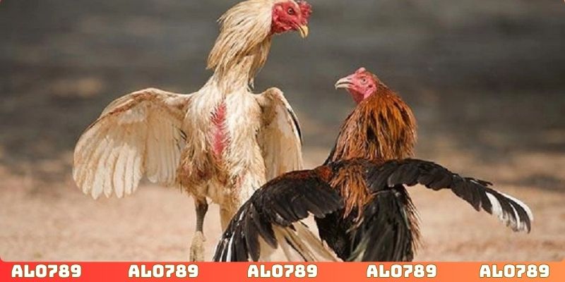 Theo dõi đá gà cựa dao với sức hút mãnh liệt