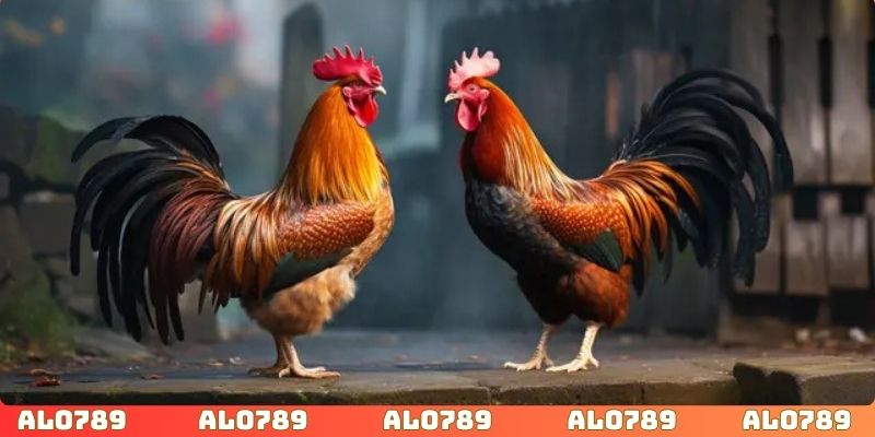 Theo dõi đá gà Miền Nam tại ALO789 luôn đảm bảo an toàn, pháp lý
