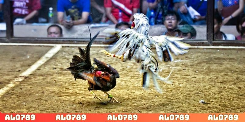 Theo dõi đọc odds trên bảng kèo nhà cái