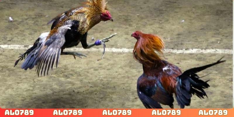 Theo dõi trên đầu đá gà yêu thích dự đoán kết quả chính xác