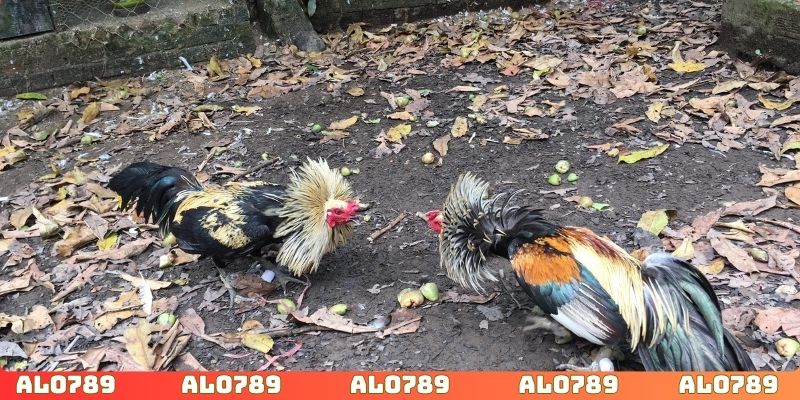 Tìm hiểu đặc điểm giống gà để tiến hành phân tích chuẩn xác