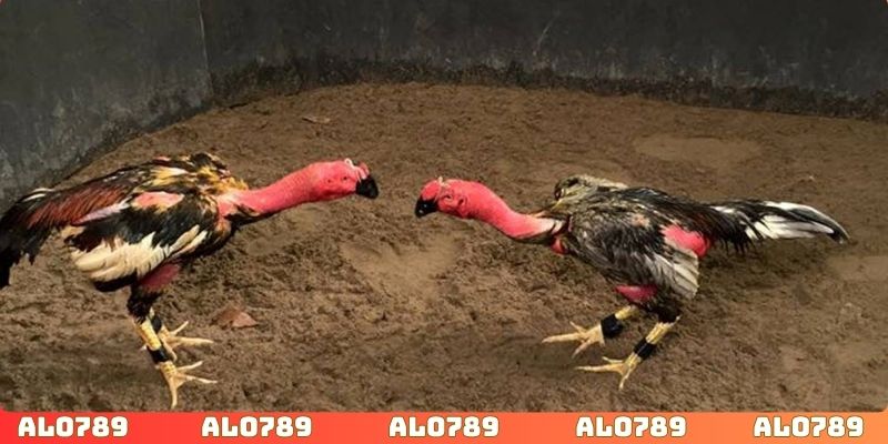 Tìm hiểu lối đá của gà nòi từ đó đưa ra quyết định