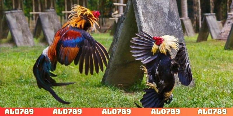 Tình hình sức khỏe của gà chiến ảnh hưởng đến kết quả trận đấu