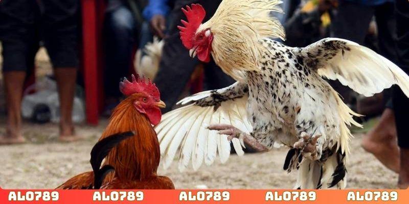 Ứng dụng công thức thống kê để soi kèo chuẩn